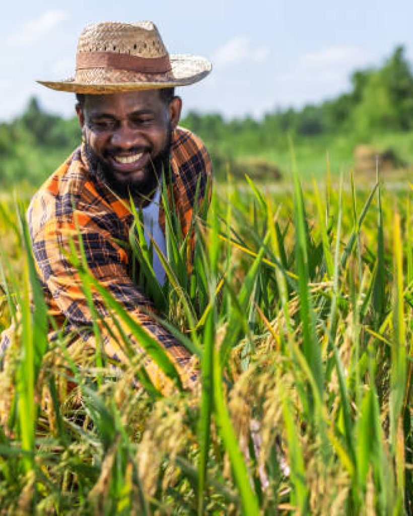 Smiling Farmer Harvesting Crops in a Lush Field on a Sunny Day, Embracing the Hard Work of Agriculture and Enjoying the Fruits of His Labor, Wearing a Straw Hat and Plaid Shirt in Nature